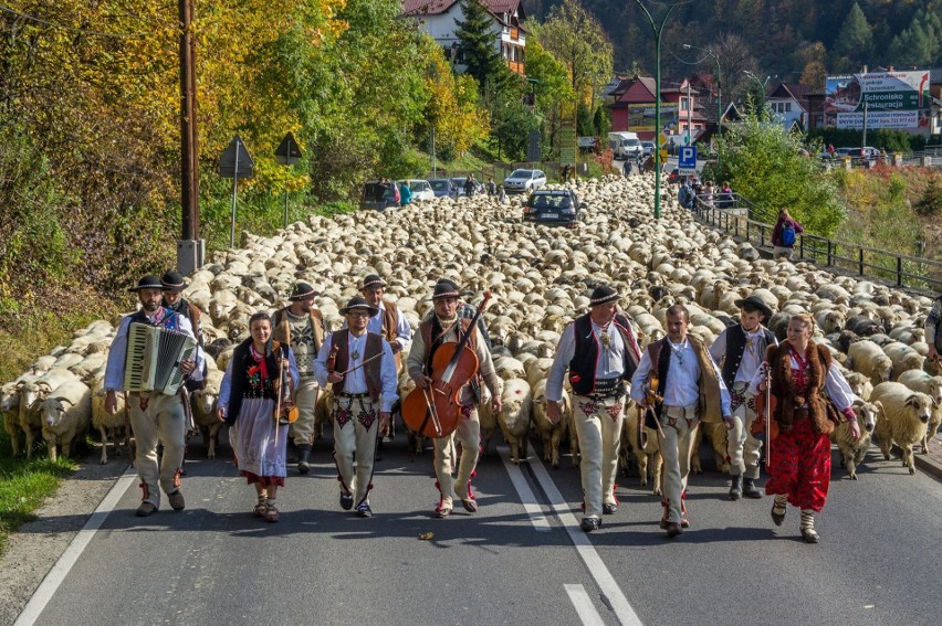 Redyk – Wypas Owiec na Hale